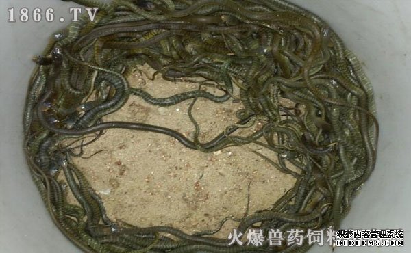 水律蛇養(yǎng)殖新技巧揭秘，高效養(yǎng)殖方法與實用操作指南