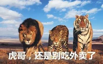 最新虎獅，學(xué)習(xí)變革的力量，自信與成就感的崛起之路